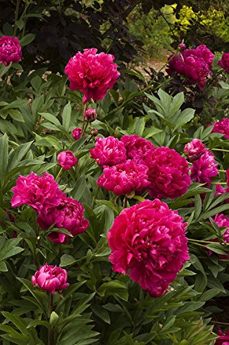 Karl Rosenfield Peonies Flower Root - Deer Resistant - Good as Cut Flowers - Naturalizing - Perennializing Peony - Easy to Grow Live Plants - Outdoor Garden