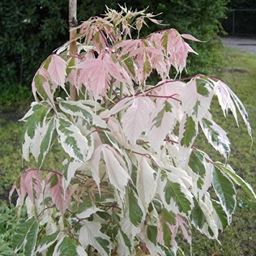 Ahorn negundo Flamingo - Weißbunter Eschenahorn 40-60