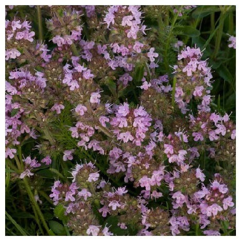 Creeping Thyme/Thymus serpyllum/Hardy Evergreen/Ground Cover / 500 Seeds