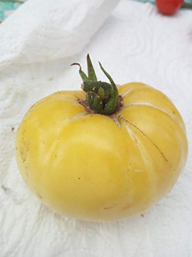 BSNKRY 20 Seeds of Organic Brandywine Yellow Tomato Rare Heirloom Beefsteak Non - GMO Fresh