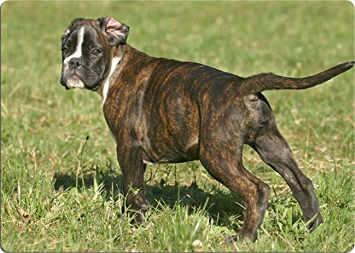 +++ Deutscher BOXER - SCHNEIDEBRETT Dekoteller Glasbrett Dekoglas - DBX 06