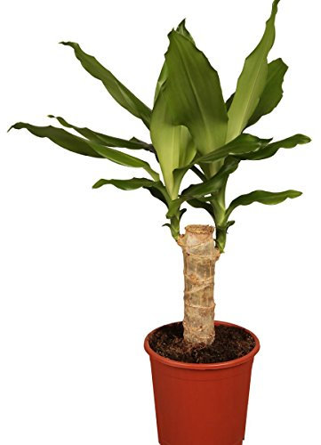 Dominik Blumen und Pflanzen, Drachenbaum, Dracena Fragans, 11 - 12 cm Topf ca.30 cm hoch, Zimmerpflanzen, Kübelpflanzen