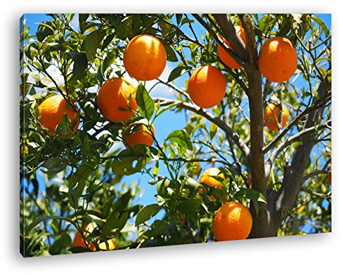 Leinwandbild Orangenbaum mit reifen Früchten, fruchtig und lebendig Format: 120x80 cm XXL Kunstdruck Bild auf Keilrahmen/Wandbild/Wohnzimmer Deko