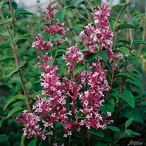 Herbstflieder 'Superba'