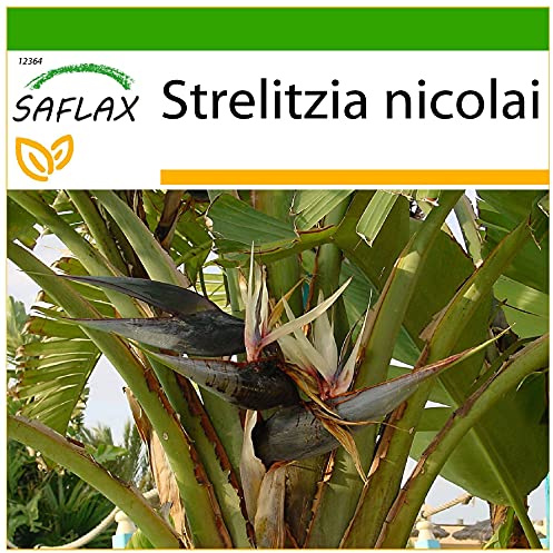 SAFLAX - Ave del Paraíso gigante - 5 semillas - Con sustrato estéril para cultivo - Strelitzia nicolai