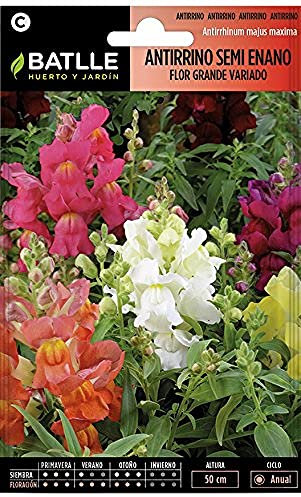 Semillas Batlle - Antirrino SEMI ENANO f. gde Vdo