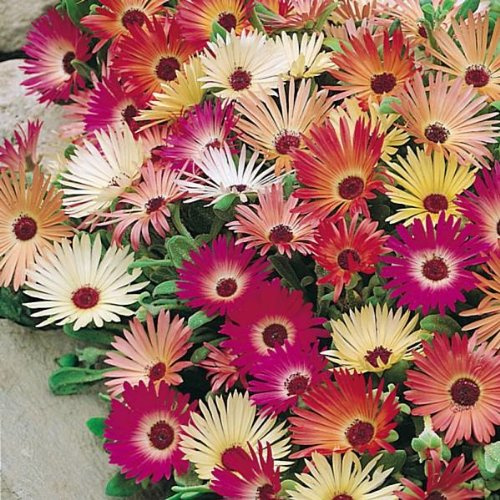 Mittagsblume, 'Mischung'
