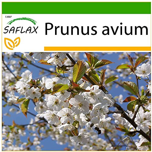 SAFLAX - Cerezo silvestre - 10 semillas - Con sustrato estéril para cultivo - Prunus avium