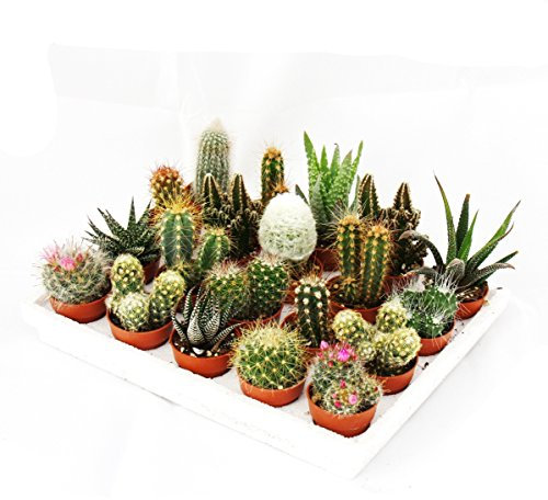 exotenherz - Mini-Cactus and Succulents - Collection of 20 Cute Plants