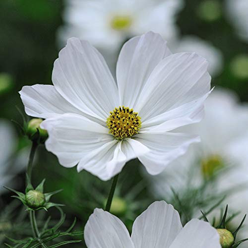 Thompson & Morgan - Flowers - Cosmos Purity - 100 Seed