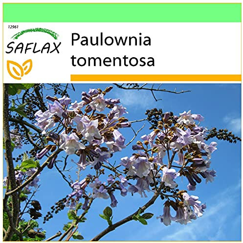 SAFLAX - Arbre impérial - 200 graines - Paulownia tomentosa