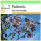 SAFLAX - Arbre impérial - 200 graines - Paulownia tomentosa