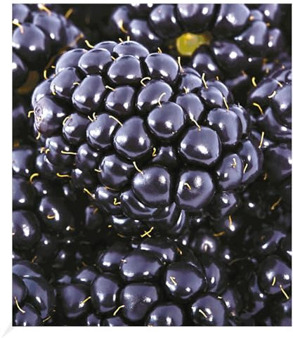 BALDUR Garten Brombeere 'Big Max XXL®',1 Pflanze, Früchte in EXTRA-Größe, Beerengarten, immergrün, pflegeleicht & selbstfruchtend, winterhart & mehrjährig