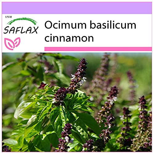 SAFLAX - Basilico cannella - 200 semi - Ocimum basilicum cinnamon