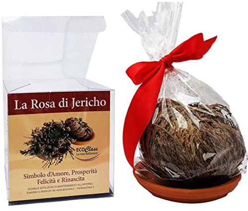 Jericho Rose ausgewählt, sauber und verpackt