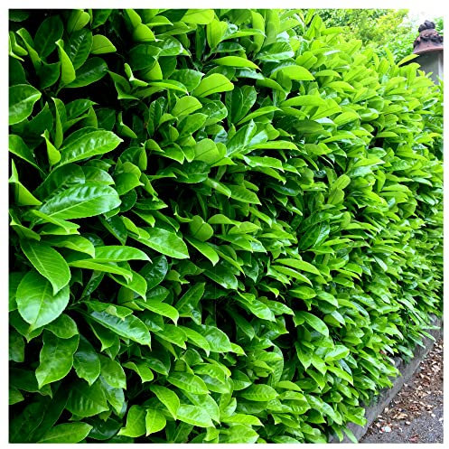 35 Cherry Laurel Fast Growing Evergreen Hedging Plants 20-30cm Tall Potted 3fatpigs®