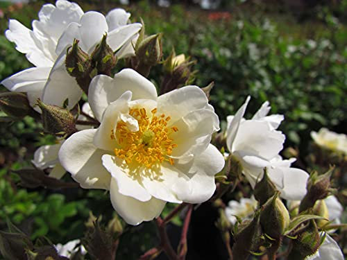 Rambling Rector - 5.5lt Potted Rambling Garden Rose - Fragrant Creamy White Blooms