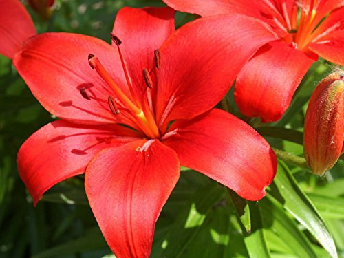 6 ORIENTAL LILY - RED JEWEL-HIGHLY SCENTED-HARDY PERENNIAL PLANT / BULBS