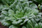 RWS 100 semillas tatsoi, barbilla. Ensalada de mostaza, Brassica narinosa â € œ žTatsoiâ €, hojas de col china de Asia