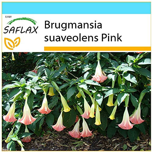 SAFLAX - Geschenk Set - Engelstrompete/Pink - 10 Samen - Mit Geschenk- / Versandbox, Versandaufkleber, Geschenkkarte und Anzuchtsubstrat - Brugmansia suaveolens Pink