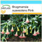 SAFLAX - Confezione regalo - Trombone d'angelo rosa - 10 semi - Brugmansia suaveolens Pink