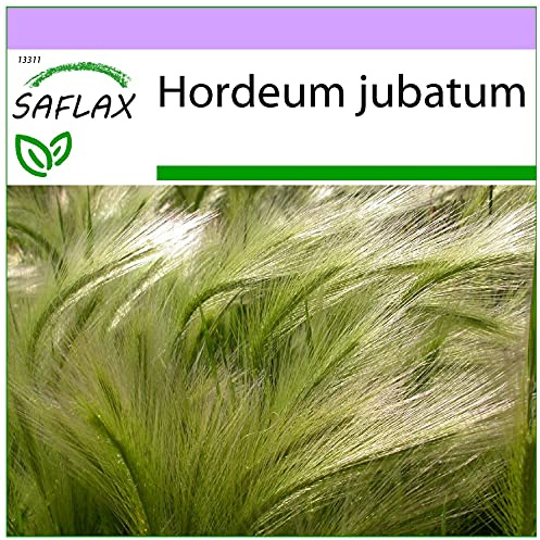 SAFLAX - Gräser-Bambus-Mähnengerste - 70 Samen - Hordeum jubatum