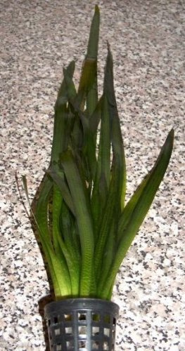 5 Töpfe Vallisneria gigantea, Riesenvallisnerie