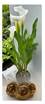 1 Zantedeschia White Calla (Arum) Lily Bulbs/Rhizomes White Summer Flowering Perennial : - by GARTHWAITE NURSERIES®