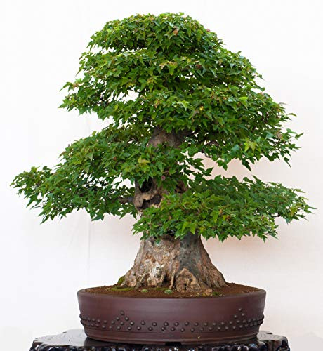 Seedeo® Dreispitzahorn (Acer buergerianum) Bonsai 50 Samen