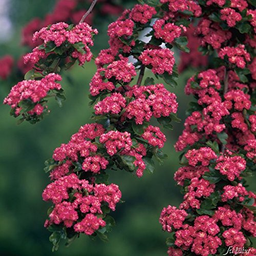 GARTEN SCHLÜTER® Echter Rotdorn 'Paul´s Scarlet'