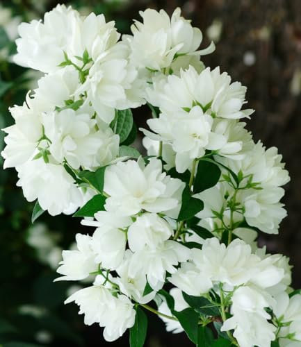 BALDUR Garten Schneeweißer Duft-Jasmin,1 Pflanze, Philadelphus lemoinei Gartenjasmin duftend winterhart Duft-Jasmin, pflegeleicht, blühend, Blütenstrauch, Sommerjasmin