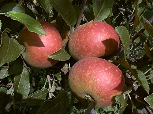 Malus domestica 'Ingrid Marie' 175 cm – Winterhart, Mehrjährig, Pflegeleicht – Apfelbaum – Obstbaum für Garten & Ernte