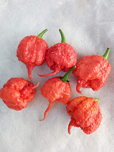 SEMI PEPERONCINO CAROLINA REAPER HP22B