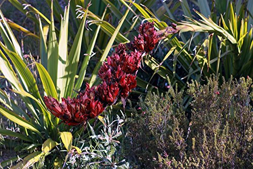 Grow Your Secret Garden Giant Spear Lily Fresh Seeds