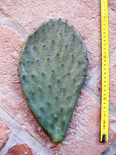 Geosism & Nature Opuntia engelmanni (n.1 Schaufel) 15-25 cm, Kaktus, winterharte Sukkulente, beständig bis -20 C