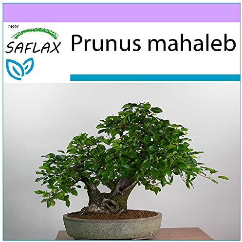 SAFLAX - Ciliegio canino/Magaleppo - 30 semi - Prunus mahaleb
