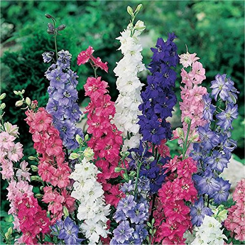 DELPHINIUM ANNUALE MISCUGLIO NR.300 SEMI