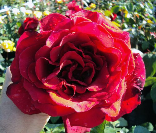 Edelrose Erotika ® Containerrosen im großen 7,5 Liter TopfL8