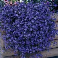 50+ Trailing Blue Lobelia Regatta Perennial Flower Seeds/Great for Hanging Baskets