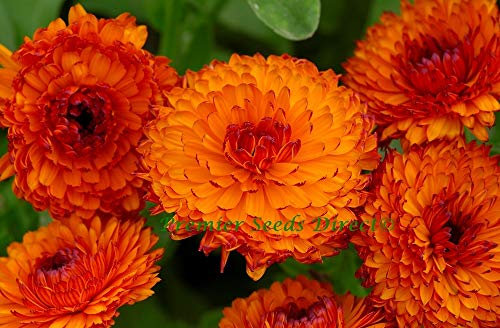 PREMIER SEEDS DIRECT - Calendula - NEON - 1 GRAM ~ Approx 200 Flower Seeds