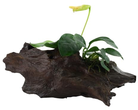 Anubia Nana On Wood / Zwergspeerblatt auf Wurzel