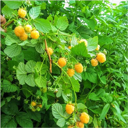 10 'Fallgold' Yellow Raspberry Canes/Rubus Idaeus 'Fallgold', Extremly Tasty 3fatpigs®