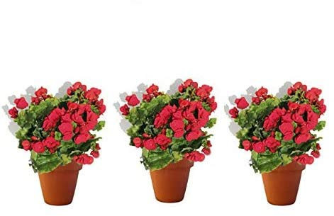 PACK 3 BEGONIA - BEGONIA ELATIOR, COLOR VARIADO ¡¡¡ PLANTA NATURAL¡¡¡ altura: 22 cm aproximado, contenedor: 15 cm. ENVIOS SOLO PENINSULA