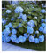 BALDUR Garten Bauern-Hortensien 'Générale Vicomtesse de Vibraye®', 1 Pflanze, Wuchs ist kompakt, Hydrangea macrophylla, winterhart, blühend, Hydrangea macrophylla