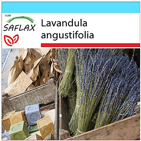 SAFLAX - Confezione regalo - Lavanda - 150 semi - Lavandula angustifolia