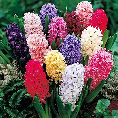GARTHWAITE NURSERIES® : - 10 Garden Bedding Hyacinth Bulbs Mixed Colours Outdoor Fragrant Perennial
