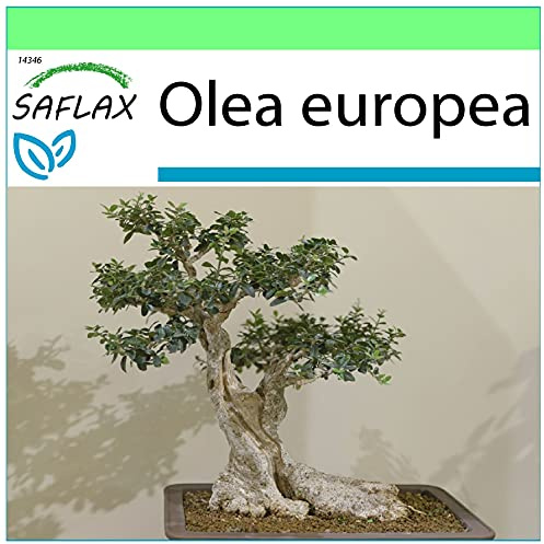 SAFLAX - Bonsai - Ölbaum - 20 Samen - Olea europea