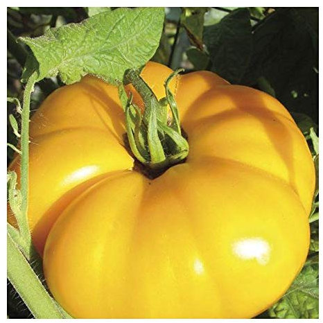 Tomate Yellow Brandywine - tomate beefsteak - 20 graines