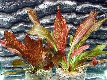 Echinodorus Red Flame - Rotgeflammte Schwertpflanze - 2 Pflanzen - Wasserpflanzen für Aquarien