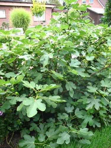 winterharte eßbare Feige, Ficus carica Brown Turkey 30-40 cm hoch im 3 Liter Pflanzcontainer